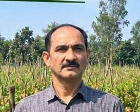 Tomato Farming : खेती में अपनाई नई तकनीक, 2 एकड़ टमाटर से शाहिद ने कमाए लाखों रुपये