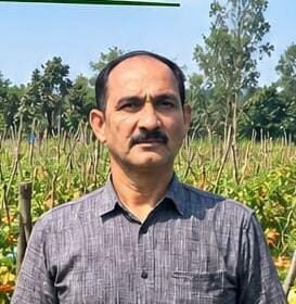Tomato Farming : खेती में अपनाई नई तकनीक, 2 एकड़ टमाटर से शाहिद ने कमाए लाखों रुपये
