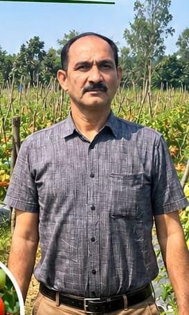 Tomato Farming : खेती में अपनाई नई तकनीक, 2 एकड़ टमाटर से शाहिद ने कमाए लाखों रुपये