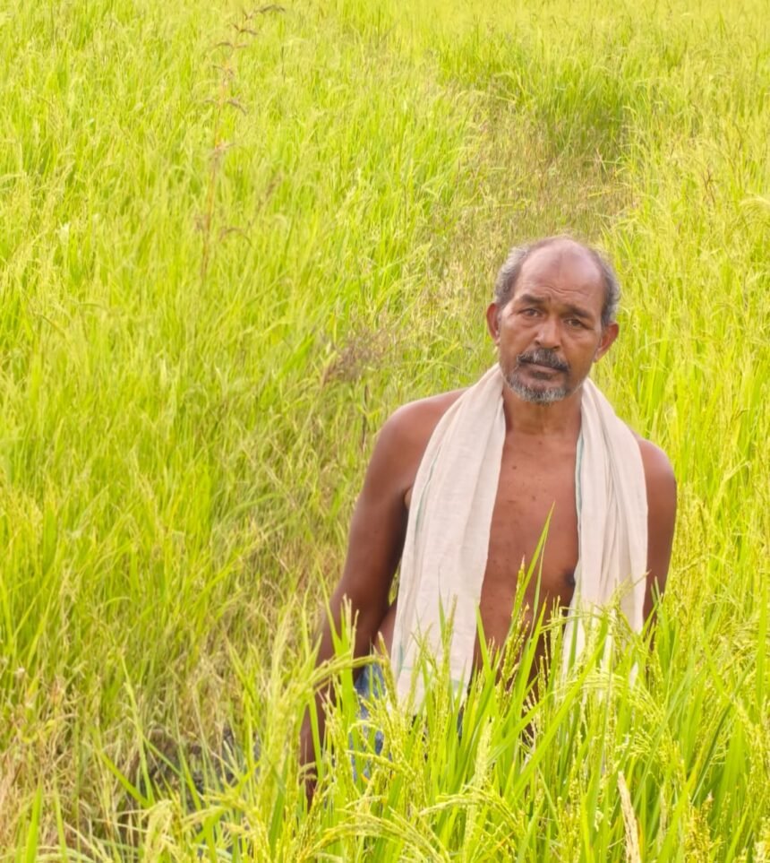 Krishak Unnati Yojana : 3 एकड़ में सुगंधित धान उगाकर शंकर प्रसाद को मिलेंगे 45 हजार रुपये