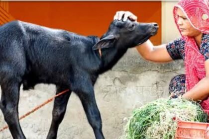 Project Aangan Lakshmi : प्रोजेक्ट आंगन लक्ष्मी से ग्रामीण महिलाओं को मिलेगा आत्मनिर्भरता का संबल
