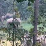 Marwahi Elephant Herd News : 52 हाथियों की एंट्री से बढ़ी चिंता, खेतों में धान की फसल पर खतरा, गांवों में मुनादी शुरू