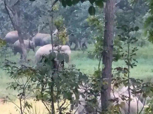 Marwahi Elephant Herd News : 52 हाथियों की एंट्री से बढ़ी चिंता, खेतों में धान की फसल पर खतरा, गांवों में मुनादी शुरू