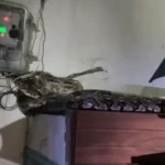 Korba Python Rescue