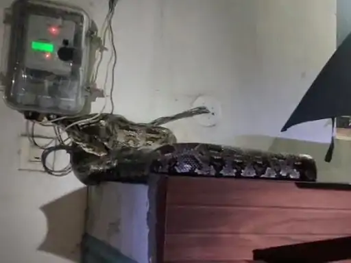 Korba Python Rescue