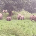 Surajpur Elephant Attack