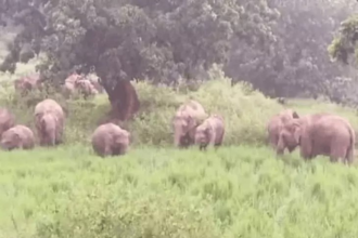 Surajpur Elephant Attack