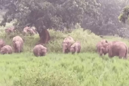 Surajpur Elephant Attack