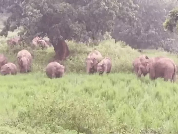 Surajpur Elephant Attack