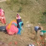 Ambikapur Vegetable Pickup Accident : दो पिकअप भिड़ीं, ट्रे समेत सब्जियां लूट ले गए ग्रामीण