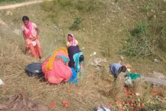 Ambikapur Vegetable Pickup Accident : दो पिकअप भिड़ीं, ट्रे समेत सब्जियां लूट ले गए ग्रामीण