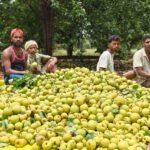 Tribal Horticulture Chhattisgarh : नाशपाती से सेब तक, बागवानी से बदल रही जनजातीय किसानों की तकदीर