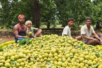 Tribal Horticulture Chhattisgarh : नाशपाती से सेब तक, बागवानी से बदल रही जनजातीय किसानों की तकदीर