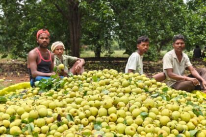 Tribal Horticulture Chhattisgarh : नाशपाती से सेब तक, बागवानी से बदल रही जनजातीय किसानों की तकदीर