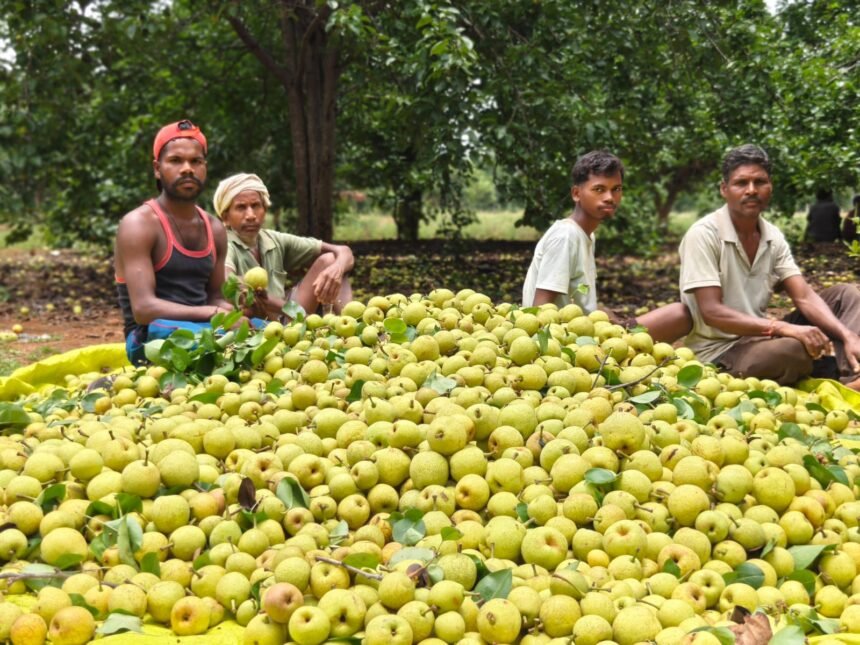 Tribal Horticulture Chhattisgarh : नाशपाती से सेब तक, बागवानी से बदल रही जनजातीय किसानों की तकदीर