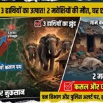 Lormi Elephant Attack : 3 हाथियों का उत्पात, 2 मवेशियों की मौत, जान बचाने घर छोड़कर भागा परिवार