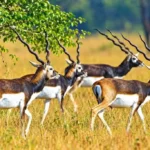 Gomarda Jungle Safari : गोमर्डा में छोड़े जाएंगे 50 काले हिरण, जंगल सफारी से खुलेंगे रोजगार के रास्ते