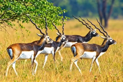 Gomarda Jungle Safari : गोमर्डा में छोड़े जाएंगे 50 काले हिरण, जंगल सफारी से खुलेंगे रोजगार के रास्ते