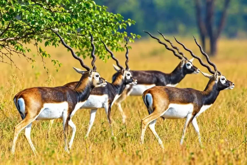 Gomarda Jungle Safari : गोमर्डा में छोड़े जाएंगे 50 काले हिरण, जंगल सफारी से खुलेंगे रोजगार के रास्ते