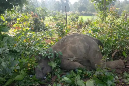 Elephant Calf