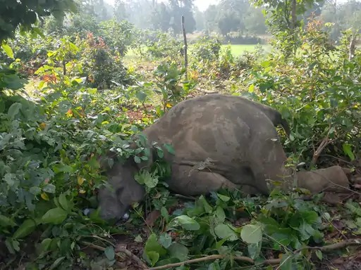 Elephant Calf