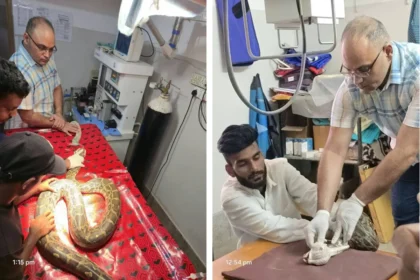 Python Surgery : स्नेकमैन 250 किमी दूर ले गया अजगर, 3 घंटे की सर्जरी में निकाला ट्यूमर