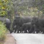 Chhattisgarh Elephant News : मरवाही के जंगल में पहुंचा 54 हाथियों का झुंड, जनहानि रोकने वन विभाग अलर्ट