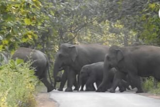 Chhattisgarh Elephant News : मरवाही के जंगल में पहुंचा 54 हाथियों का झुंड, जनहानि रोकने वन विभाग अलर्ट