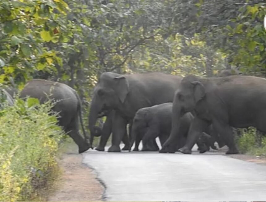 Chhattisgarh Elephant News : मरवाही के जंगल में पहुंचा 54 हाथियों का झुंड, जनहानि रोकने वन विभाग अलर्ट
