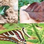 Chhattisgarh State Butterfly : 201 प्रजातियों में से चुनी जाएगी छत्तीसगढ़ की पहली राजकीय तितली, तीन नाम अंतिम सूची में