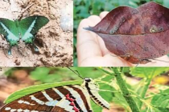 Chhattisgarh State Butterfly : 201 प्रजातियों में से चुनी जाएगी छत्तीसगढ़ की पहली राजकीय तितली, तीन नाम अंतिम सूची में