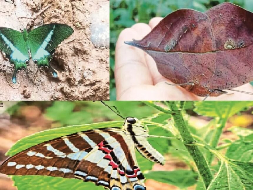 Chhattisgarh State Butterfly : 201 प्रजातियों में से चुनी जाएगी छत्तीसगढ़ की पहली राजकीय तितली, तीन नाम अंतिम सूची में