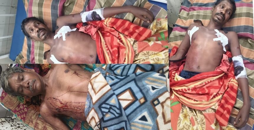 Leopard Attack Dhamtari : बैल का शिकार करने गांव पहुंचा तेंदुआ, मेहमान और गर्भवती महिला समेत 3 घायल
