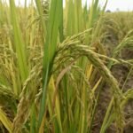 Khet Bachao Abhiyan 2026 : खेत बचाओ अभियान से किसानों को मिलेगा टिकाऊ खेती का मार्गदर्शन, एनआईबीएसएम और केवीके मिलकर चलाएंगे कार्यक्रम