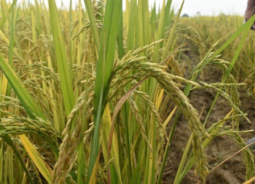 Khet Bachao Abhiyan 2026 : खेत बचाओ अभियान से किसानों को मिलेगा टिकाऊ खेती का मार्गदर्शन, एनआईबीएसएम और केवीके मिलकर चलाएंगे कार्यक्रम