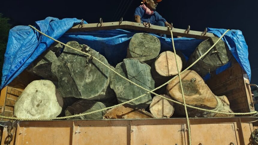 Timber Smuggling