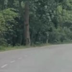 Elephant Herd