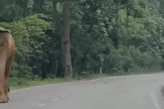 Elephant Herd