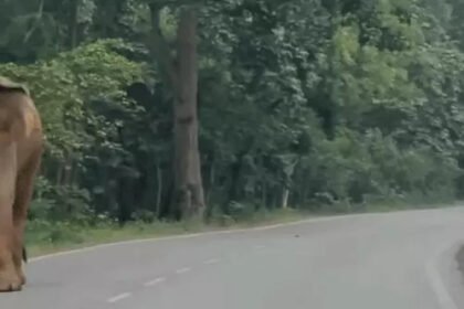 Elephant Herd