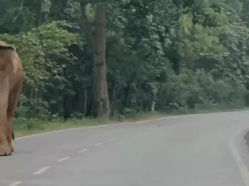 Elephant Herd