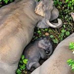 Baby Elephant