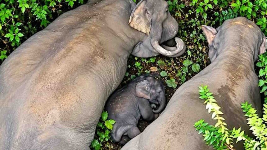 Baby Elephant