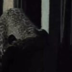 Leopard Attack Mahasamund : घर में घुसा तेंदुआ, 6 लोगों को किया घायल, 3 गंभीर, कमरे में बंद कर बचाई जान