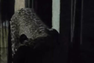 Leopard Attack Mahasamund : घर में घुसा तेंदुआ, 6 लोगों को किया घायल, 3 गंभीर, कमरे में बंद कर बचाई जान