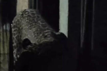 Leopard Attack Mahasamund : घर में घुसा तेंदुआ, 6 लोगों को किया घायल, 3 गंभीर, कमरे में बंद कर बचाई जान