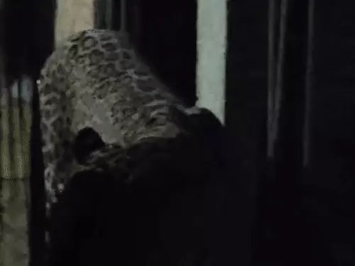 Leopard Attack Mahasamund : घर में घुसा तेंदुआ, 6 लोगों को किया घायल, 3 गंभीर, कमरे में बंद कर बचाई जान
