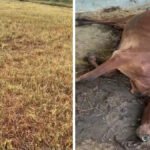 Chhattisgarh Cattle Death : कोदो की नरई चरने के बाद 40 गायें बीमार, 3 की मौत, इलाज में देरी पर ग्रामीणों का आक्रोश