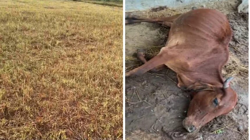 Chhattisgarh Cattle Death : कोदो की नरई चरने के बाद 40 गायें बीमार, 3 की मौत, इलाज में देरी पर ग्रामीणों का आक्रोश