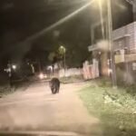 Bear Rescue