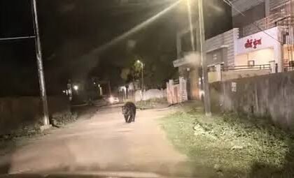 Bear Rescue